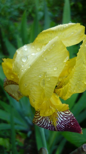 P1030773 - flori 2015