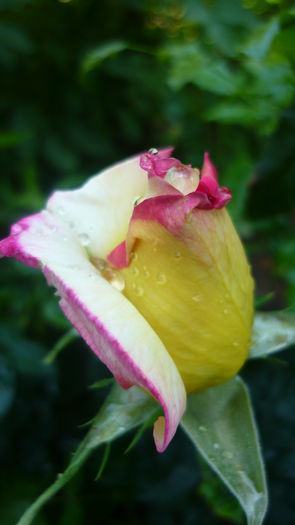 P1030774 - flori 2015