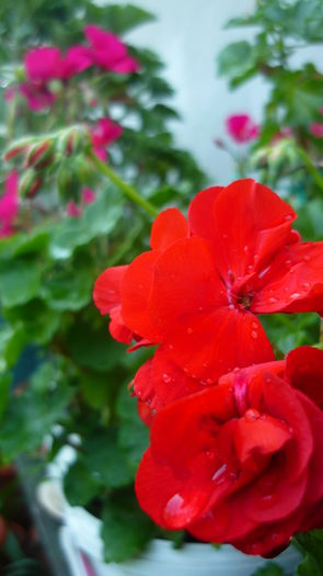 P1030775 - flori 2015