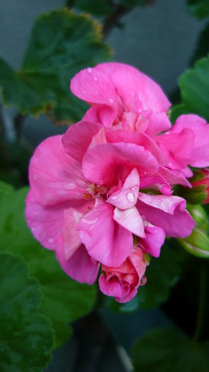 P1030776 - flori 2015