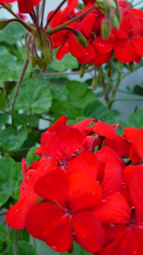 P1030777 - flori 2015