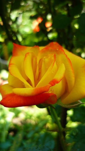 P1030778 - flori 2015