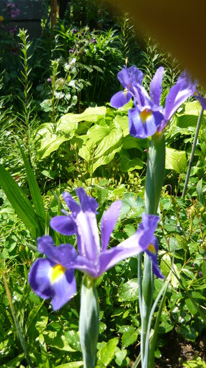 P1030779 - flori 2015