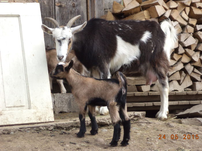 Cezara cu codita sus