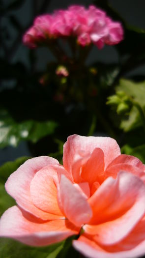 P1030781 - flori 2015