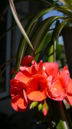 P1030782 - flori 2015