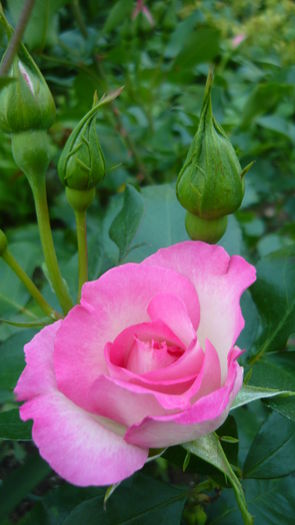 P1030784 - flori 2015