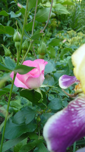 P1030785 - flori 2015