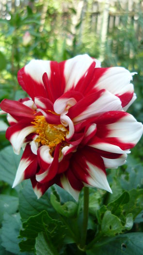 P1030786 - flori 2015