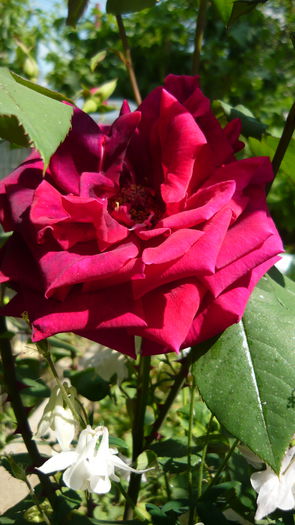 P1030787 - flori 2015