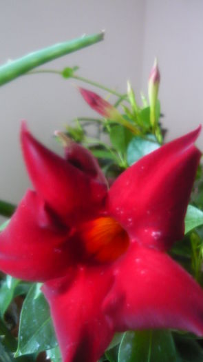 P1030791 - flori 2015
