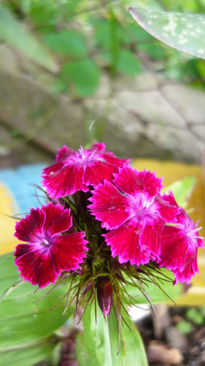 P1030792 - flori 2015