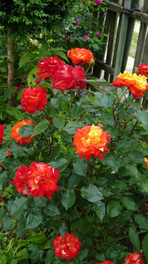 P1030793 - flori 2015