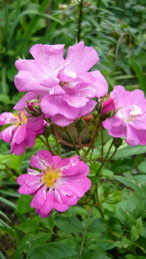 P1030795 - flori 2015