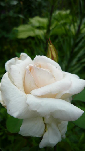 P1030796 - flori 2015