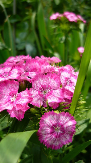 P1030797 - flori 2015