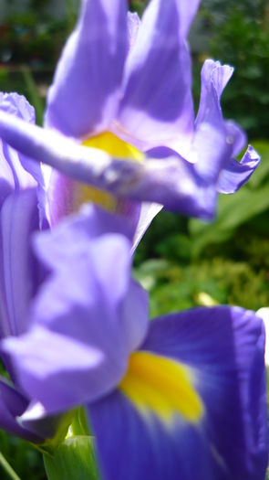 P1030798 - flori 2015