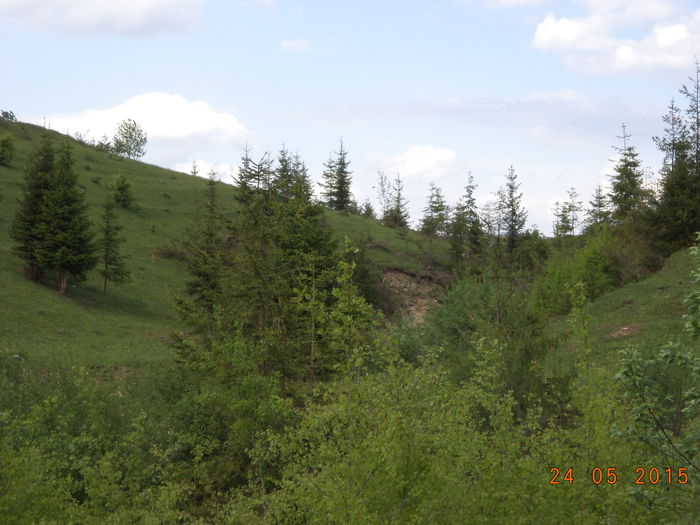 Frunzis pentru capre-2