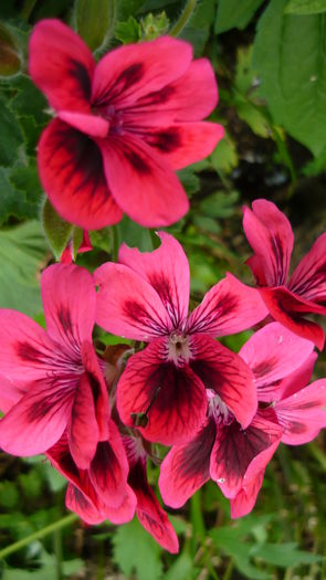 P1030804 - flori 2015