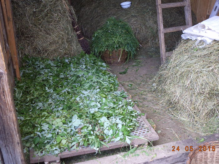 Frunzis pt doua zile