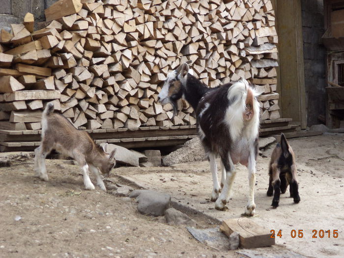 Iedutele cu mama lor-34