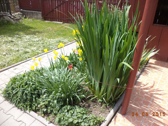 Irisul nostru de balta inflorit