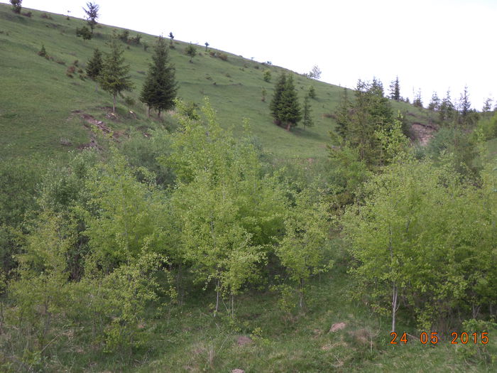 Locuri de pasunat pt capre