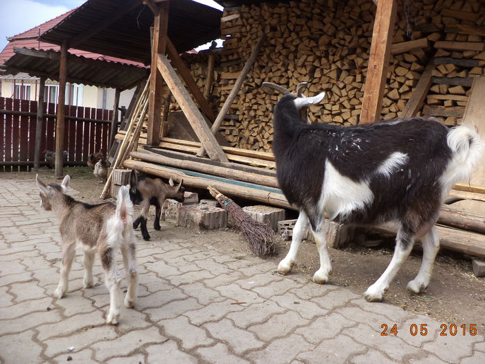 Steluta cu iezisorii-6