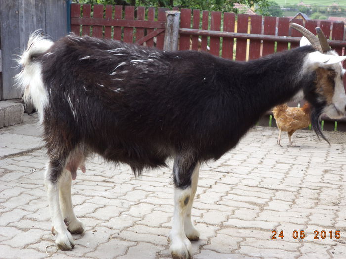 Steluta la a doua fatare