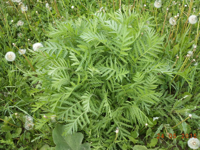 Vetrice buna la capre