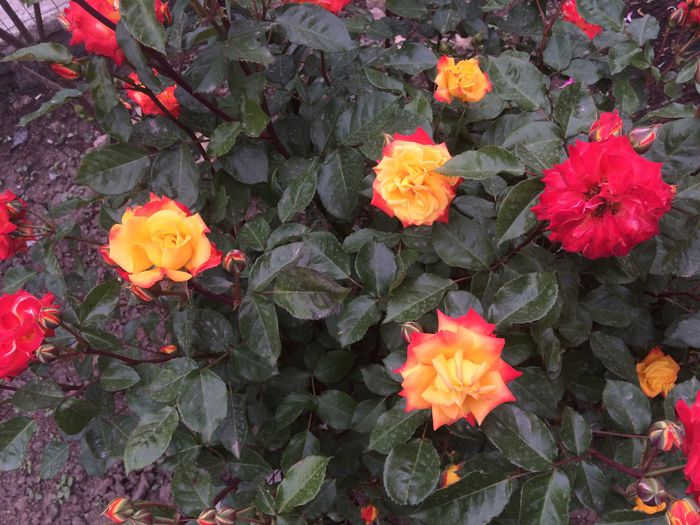 rumba - Trandafiri plantati pe 15 01 2015 poze reale nu copiate
