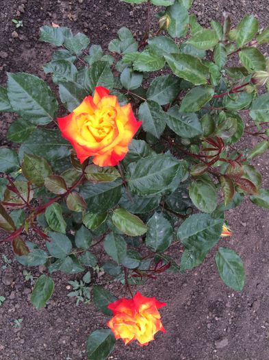 ^rumba - Trandafiri plantati pe 15 01 2015 poze reale nu copiate