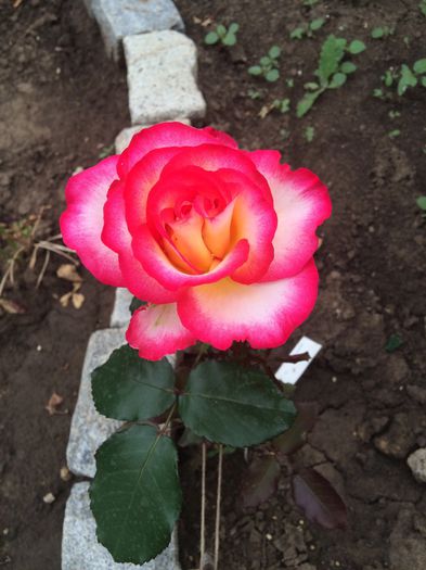 leo ferre - Trandafiri plantati pe 15 01 2015 poze reale nu copiate
