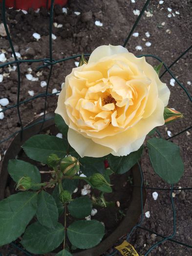 golden - Trandafiri plantati pe 15 01 2015 poze reale nu copiate