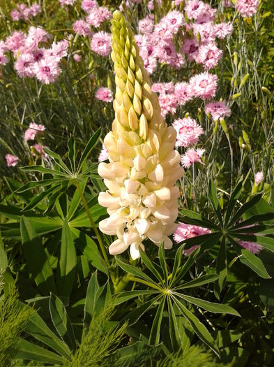 Fotografie0007 - AAAAA_LUPIN 2015_2017_2018_2019_2020