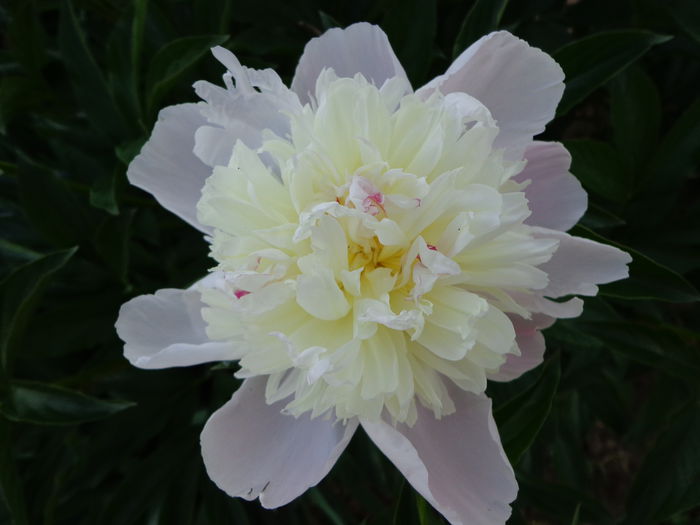 DSC07725