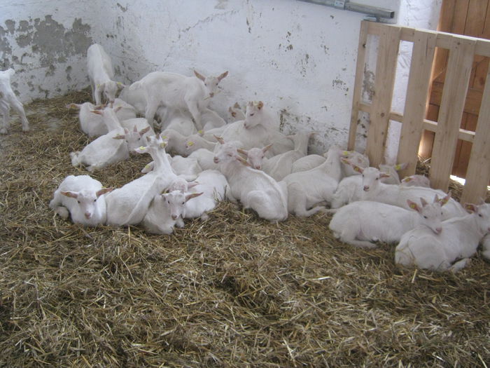 008 - crescatori de capre -austria ziege farm