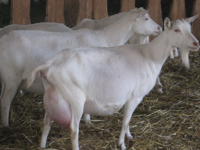 017 - crescatori de capre -austria ziege farm