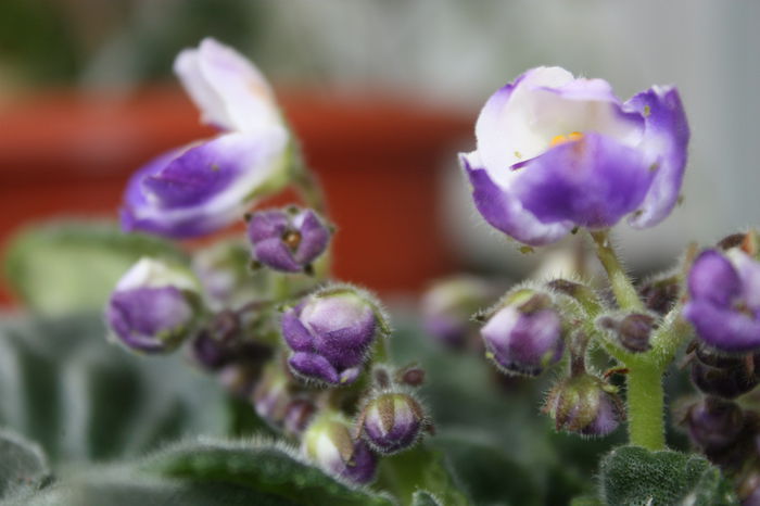 IMG_4835 - 2015primavara