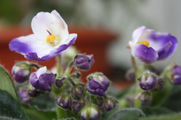 IMG_4836 - 2015primavara