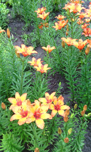 IMG_20150527_181632[1]