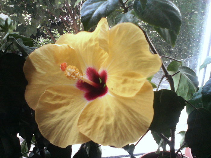 BOREAS YELLOW - HIBISCUS BOREAS YELLOW