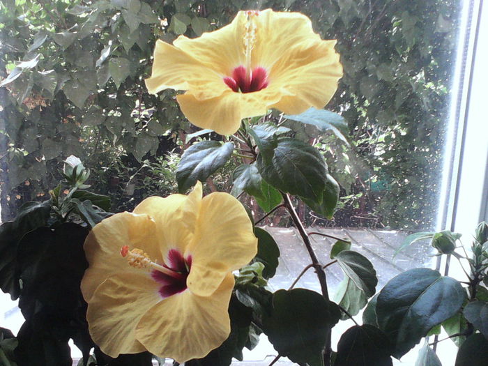 BOREAS YELLOW - HIBISCUS BOREAS YELLOW