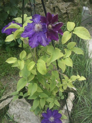 clematis2; julca?
