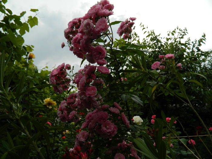 DSCN8117 - 2015_MAI_5