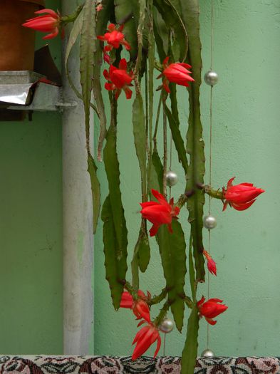 DSCN8127 - 2015_MAI_5
