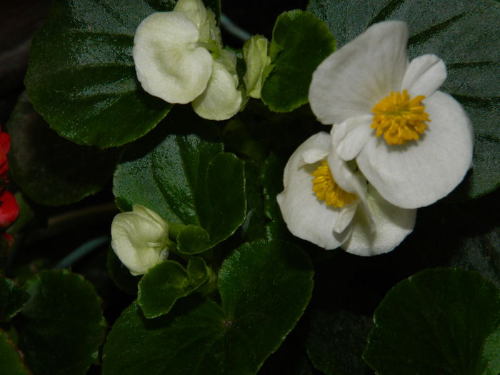 DSCN8133 - 2015_MAI_5