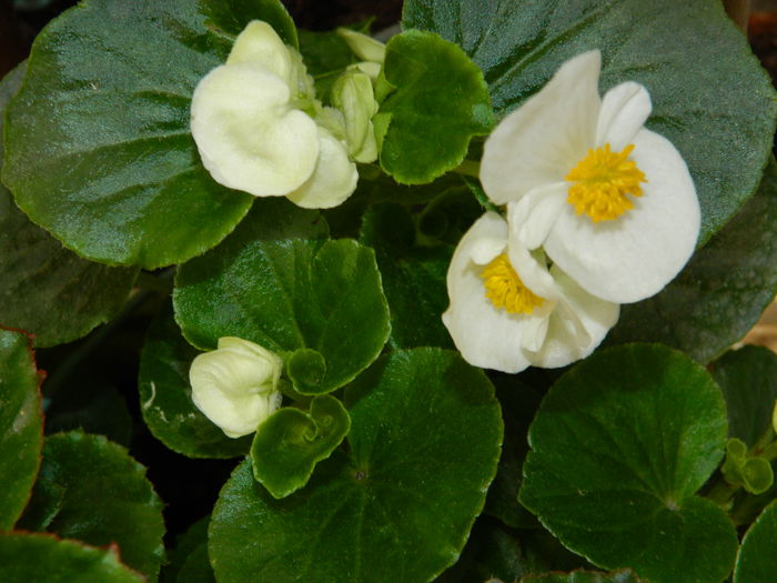 DSCN8134 - 2015_MAI_5