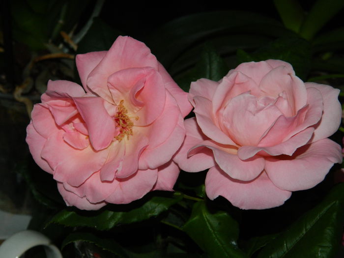 DSCN8143 - 2015_MAI_5