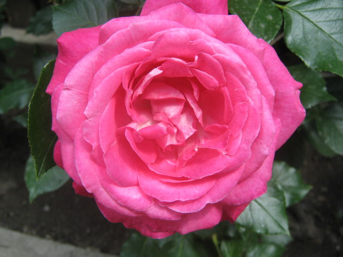 Picture My plants 3416